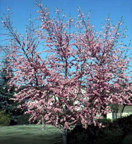 Prunus x `elberta` 